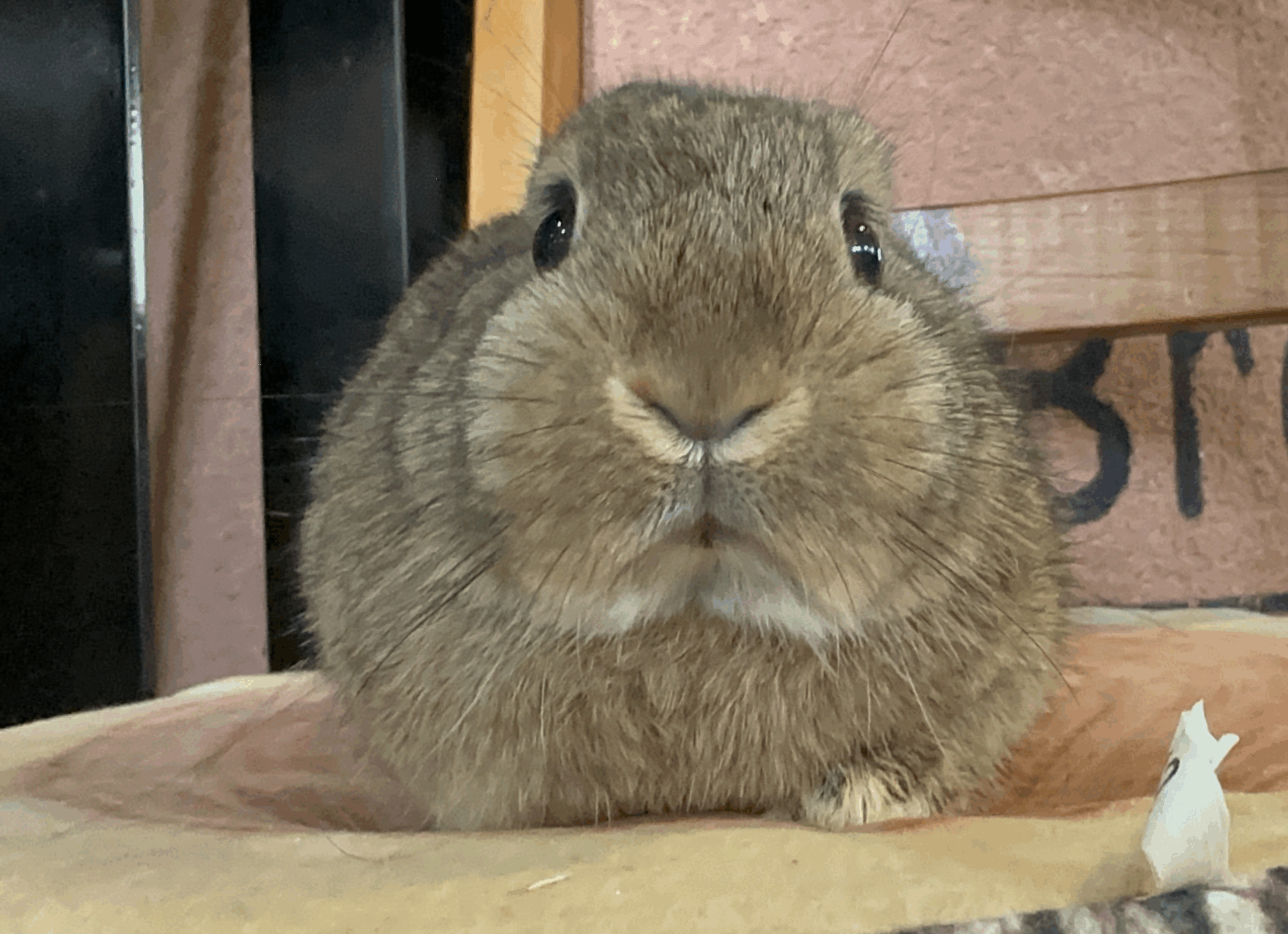 チェスナットの女の子　飼い主様募集中
