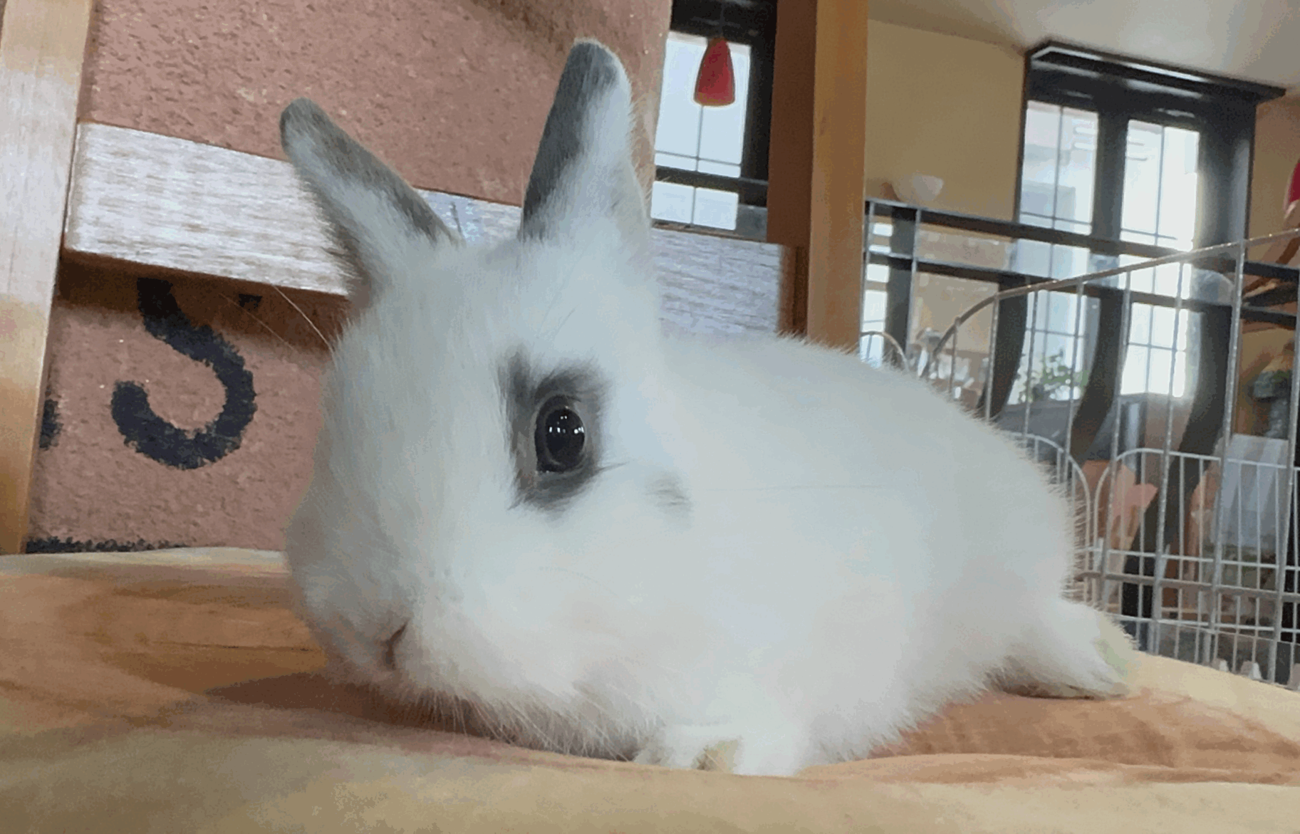 ホワイトの女の子　飼い主様募集中